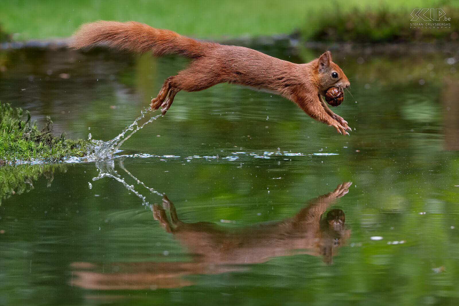 Jumping squirrel What a fun day to photograph these cute, energetic and very agile squirrels. Red squirrels (Sciurus vulgaris) are omnivores and have a varied diet consisting of nuts, seeds, berries, fungi, and sometimes insects and bird eggs. One of the adult squirrels still had beautiful ear tufts. Stefan Cruysberghs